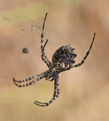 Réf. 236 220 : Argiope lobata